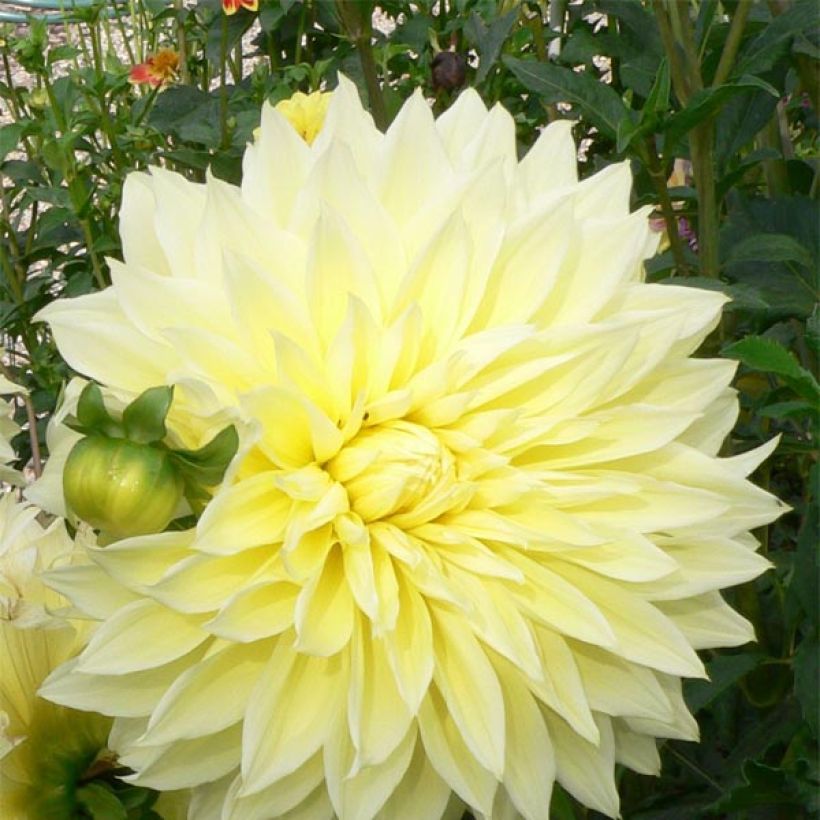 Dahlia Kelvin Floodlight - grootbloemige dahlia (Bloei)