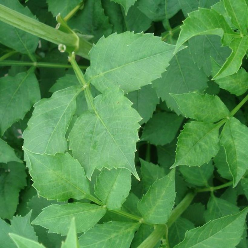 Dahlia Klondyke - decoratieve dahlia (Blad)