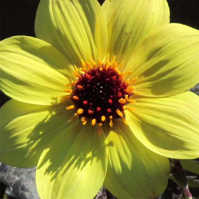 Dahlia Knock Out Mystic Illusion - perkdahlia (Bloei)