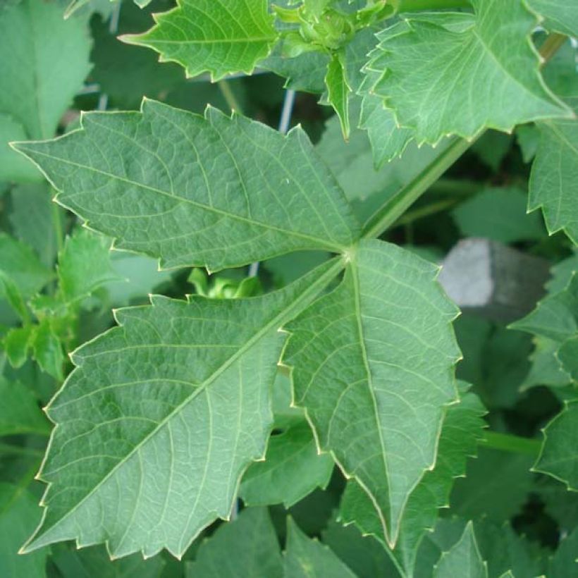 Dahlia Match - Semicactus dahlia (Blad)