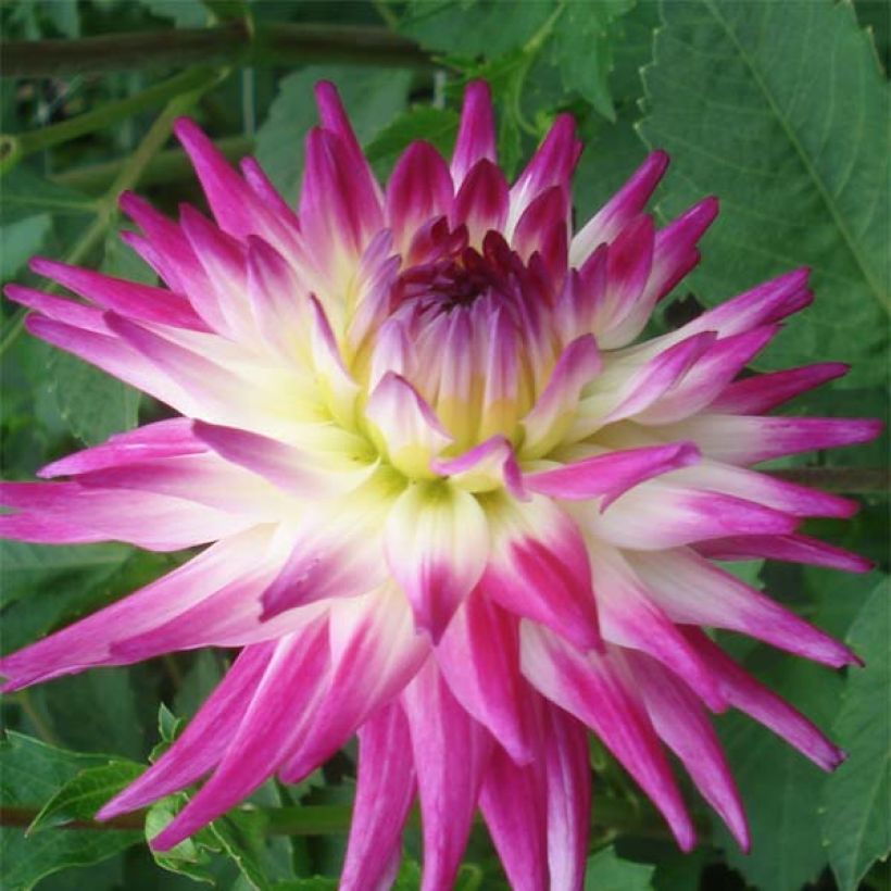 Dahlia Match - Semicactus dahlia (Bloei)