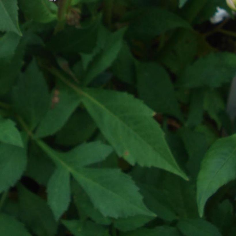 Dahlia Offshore Dream - Waterleliedahlia (Blad)