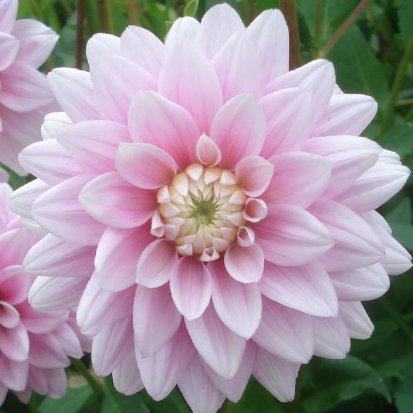 Dahlia Offshore Dream - Waterleliedahlia (Bloei)