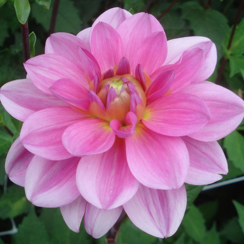 Dahlia Onesta - Waterleliedahlia (Bloei)