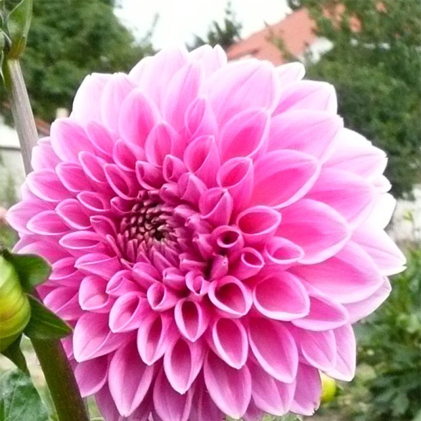 Dahlia Pink Sylvia - baldahlia (Bloei)
