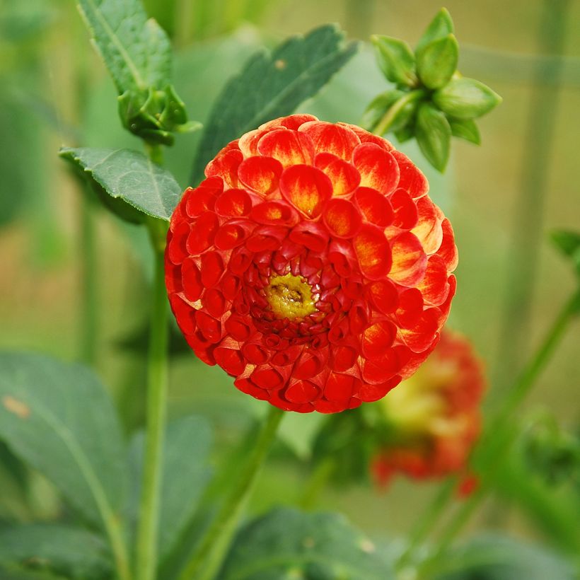 Dahlia balle New Baby (Bloei)