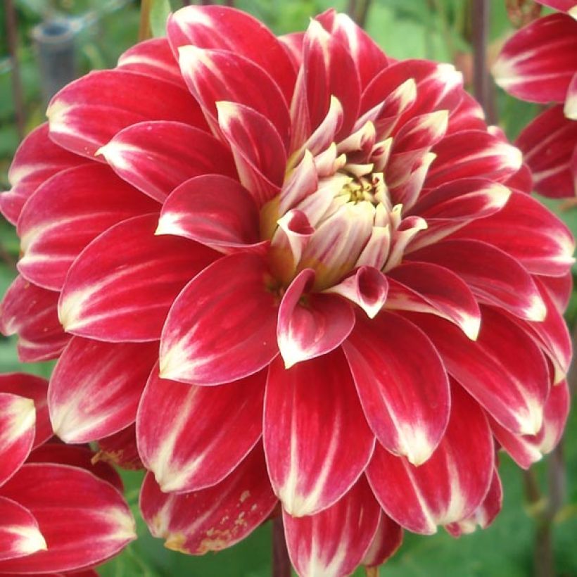 Dahlia Red Rock - decoratieve dahlia (Bloei)