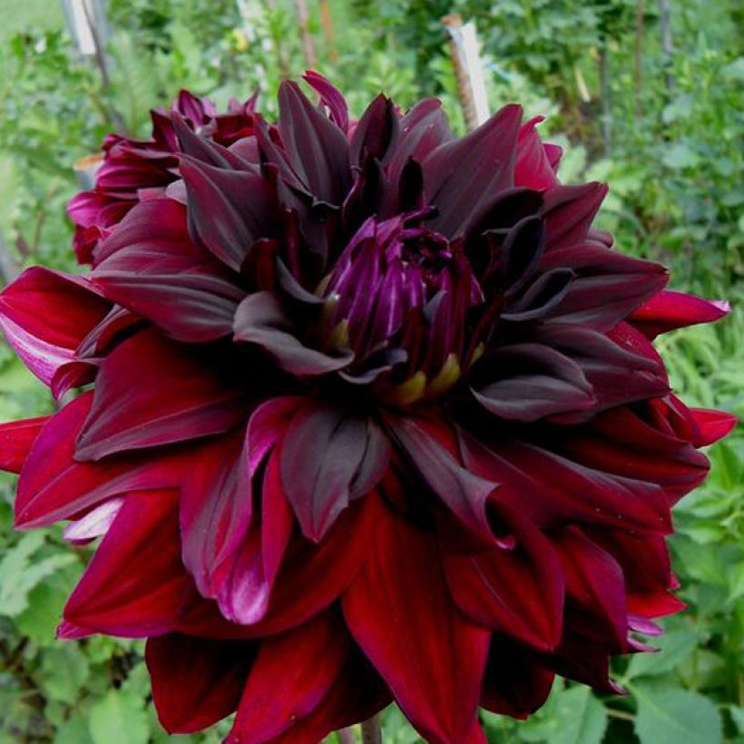Dahlia Rip City - Semicactus dahlia (Bloei)
