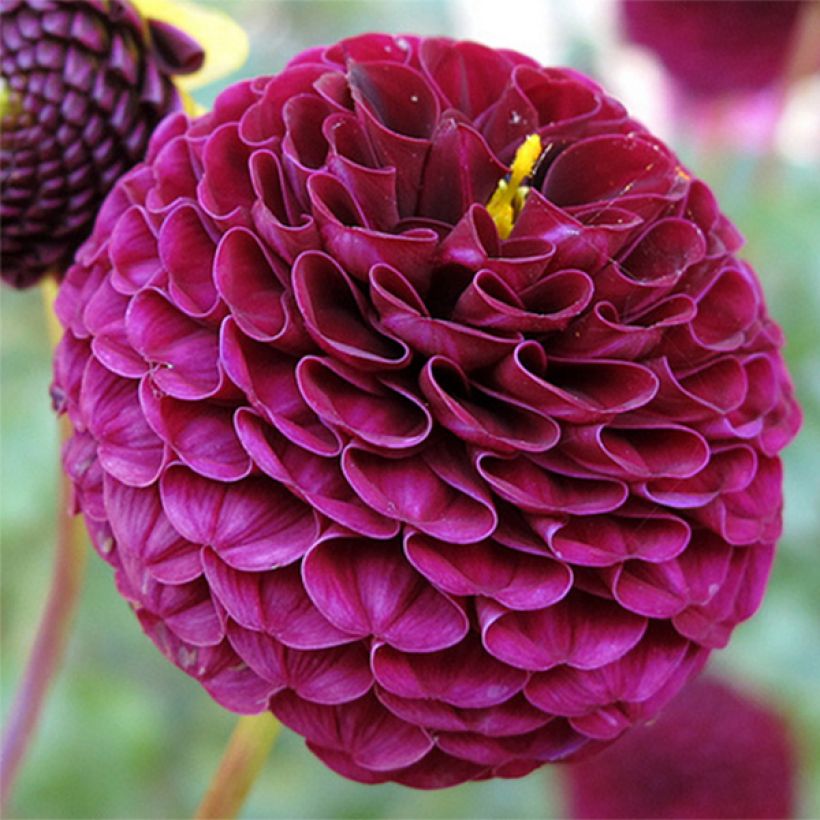 Dahlia Rocco - baldahlia (Bloei)