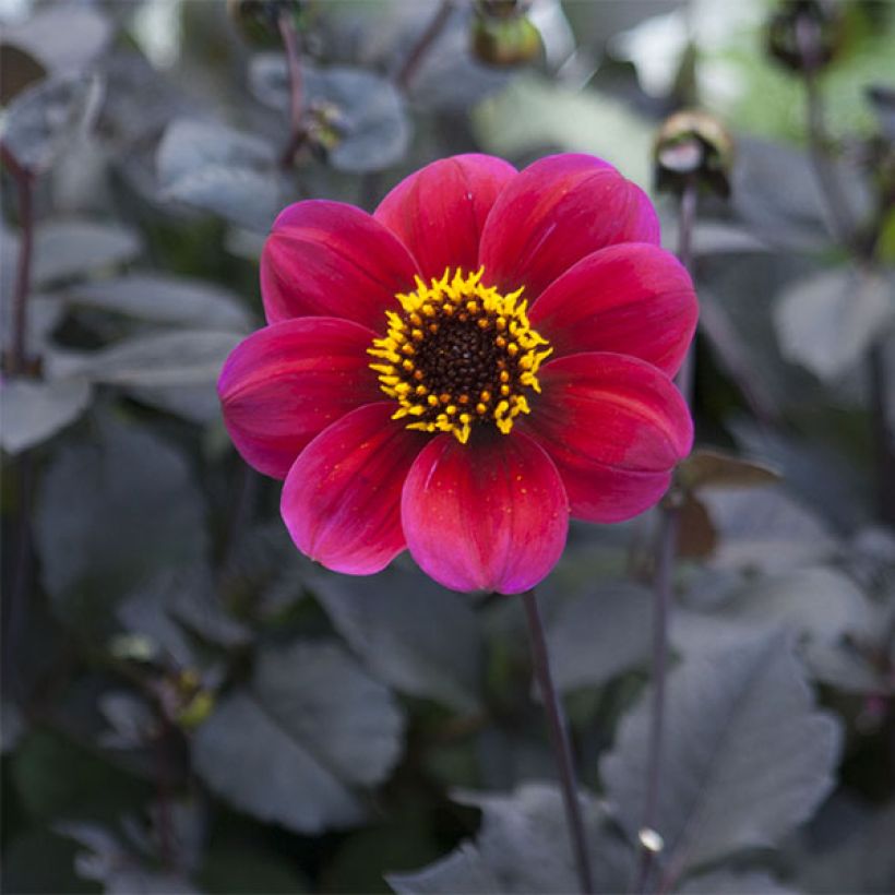 Dahlia Roxy - perkdahlia (Bloei)