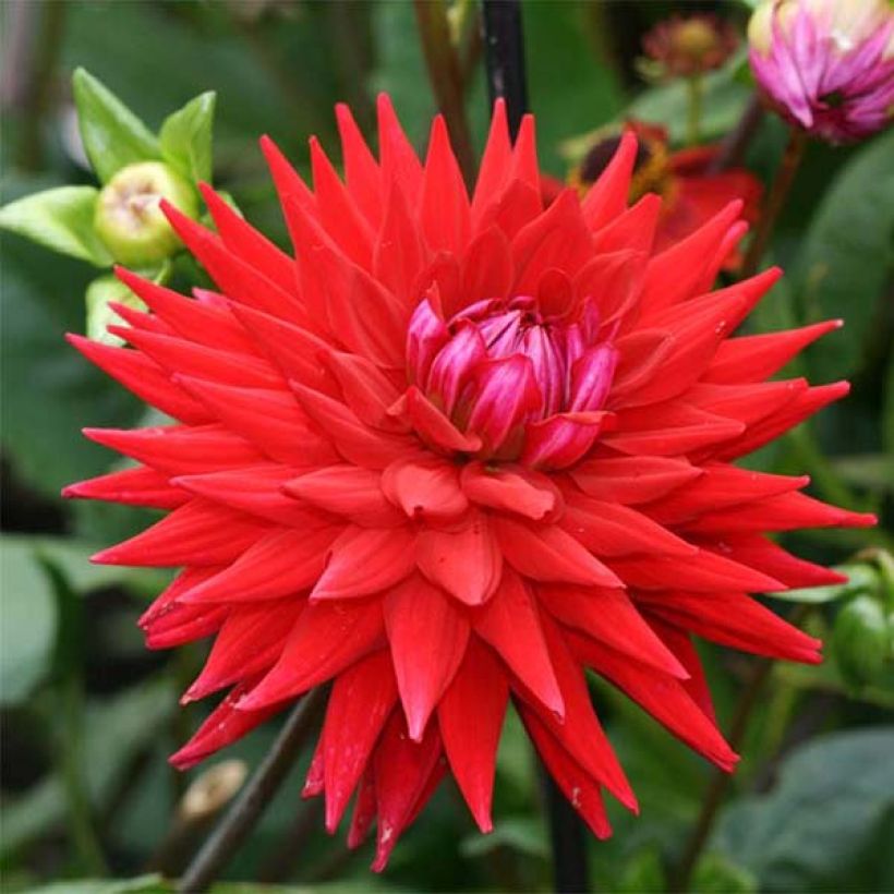 Dahlia Wittemans Best - Semicactus dahlia (Bloei)