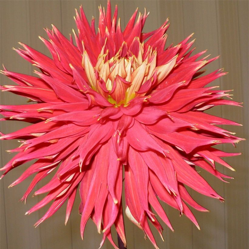 Dahlia Showntell - cactusdahlia (Bloei)