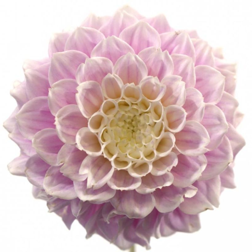 Dahlia Sweet Love - decoratieve dahlia (Bloei)