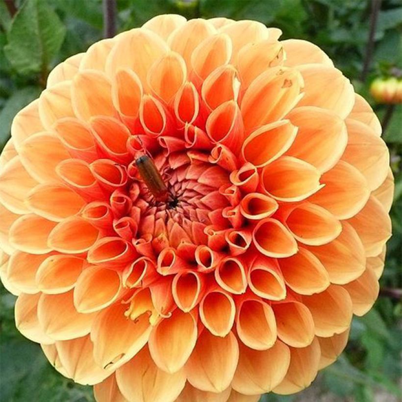 Dahlia Sylvia - baldahlia (Bloei)