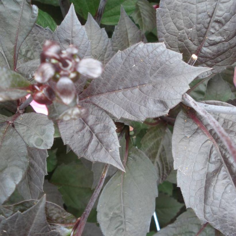 Dahlia Happy Single Wink - donkerbladige dahlia (Blad)