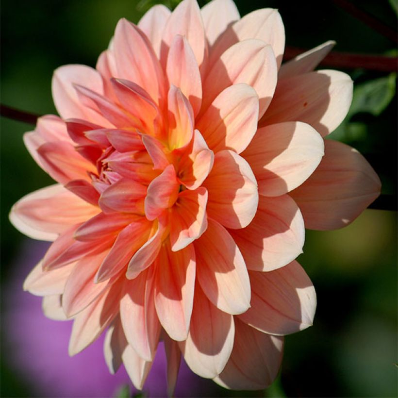 Dahlia Yvonne camélia  - Waterleliedahlia (Bloei)