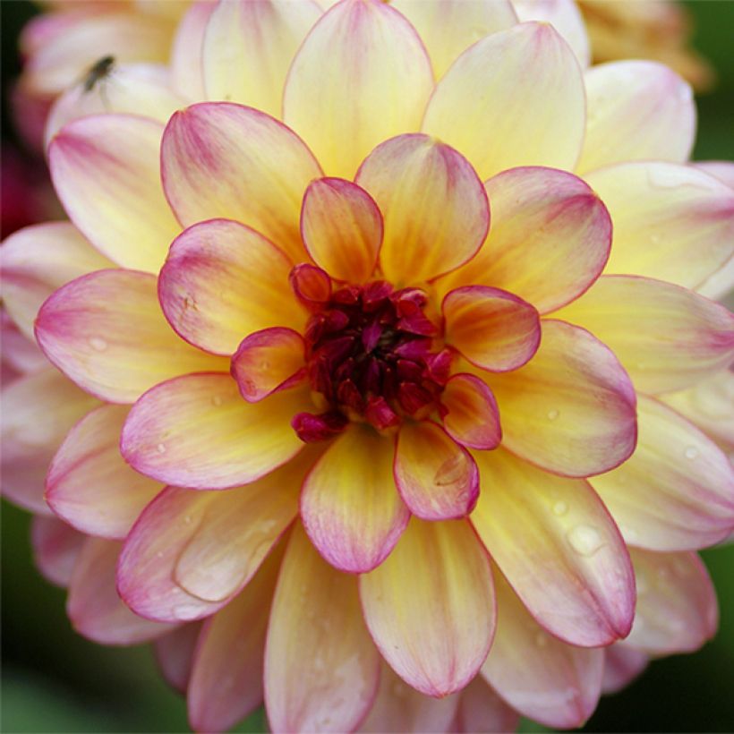 Dahlia Zingaro (Bloei)