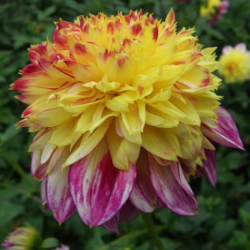 Dahlia Boogie Woogie - Anemoondahlia (Bloei)