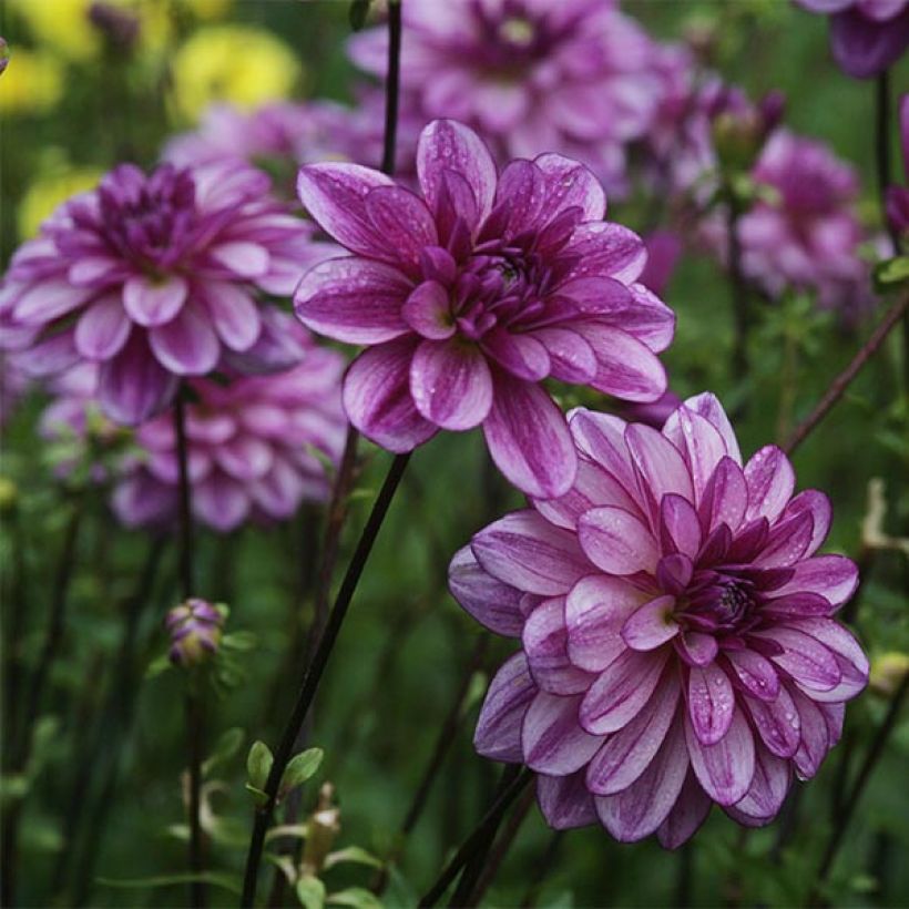 Dahlia Seduction - Waterleliedahlia (Bloei)