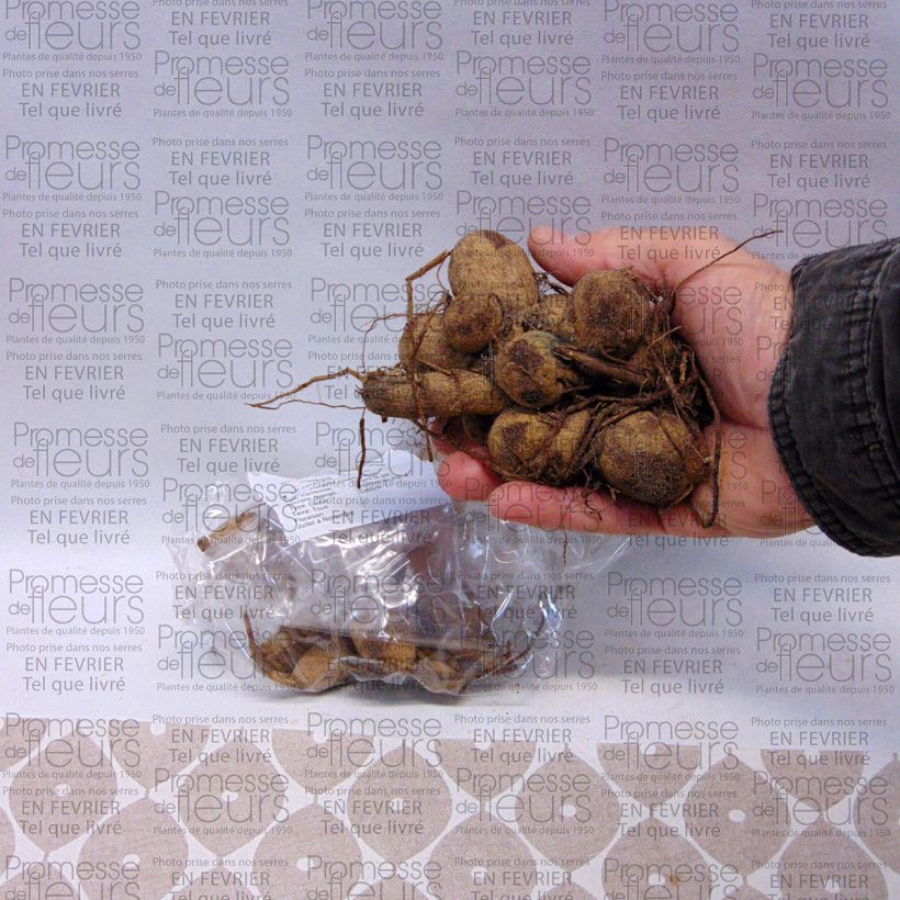 Voorbeeld van een exemplaar van Dahlia Garden show - Anemoondahlia Bol kaliber I zoals geleverd