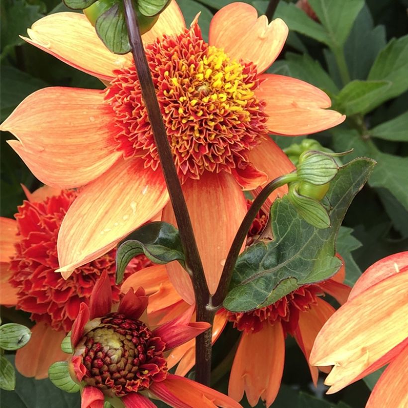 Dahlia Josie - Anemoondahlia (Bloei)