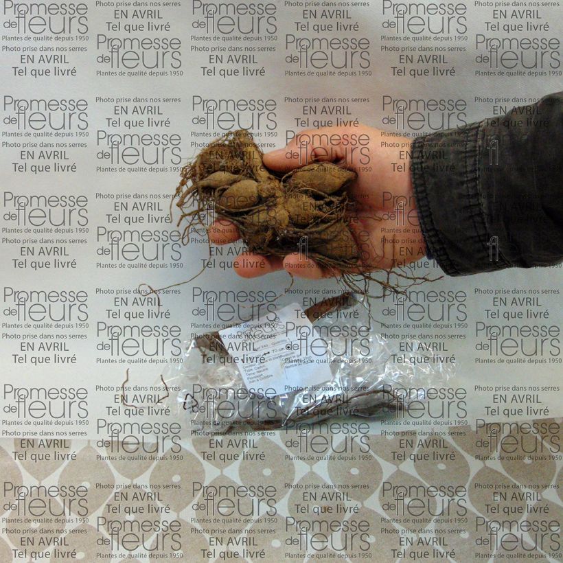 Voorbeeld van een exemplaar van Dahlia Polka - anemoonbloemige dahlia Bol kaliber I zoals geleverd