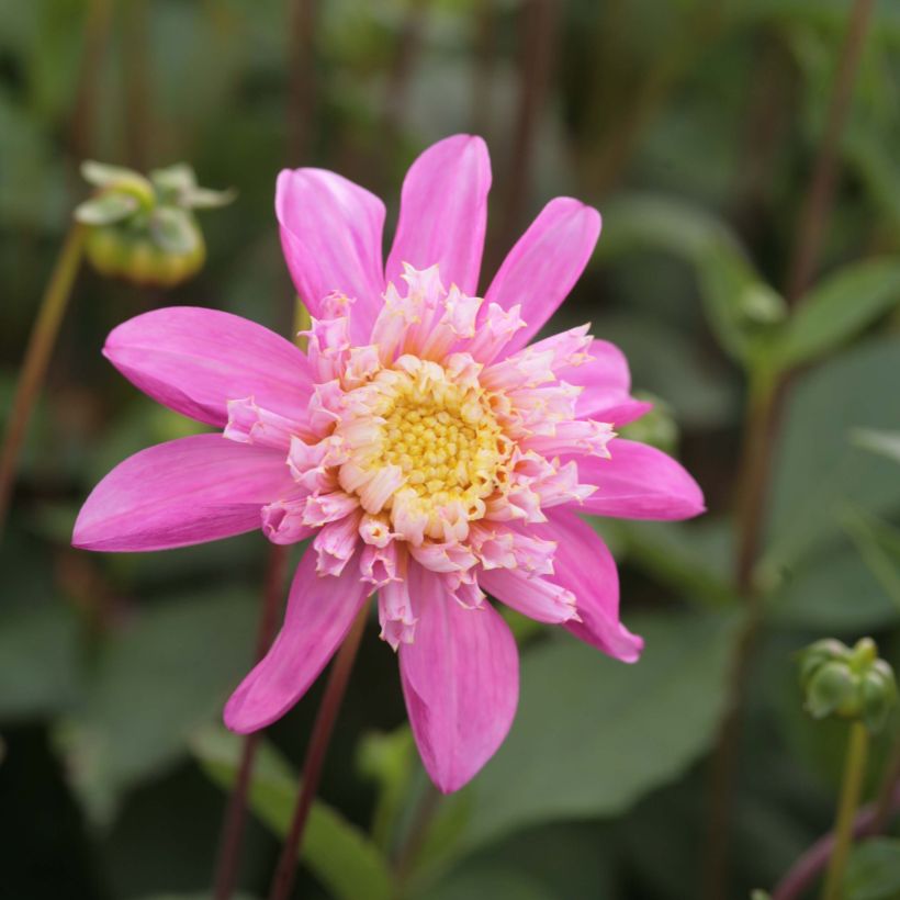 Dahlia Siemen Doorenbos - Anemoondahlia (Bloei)