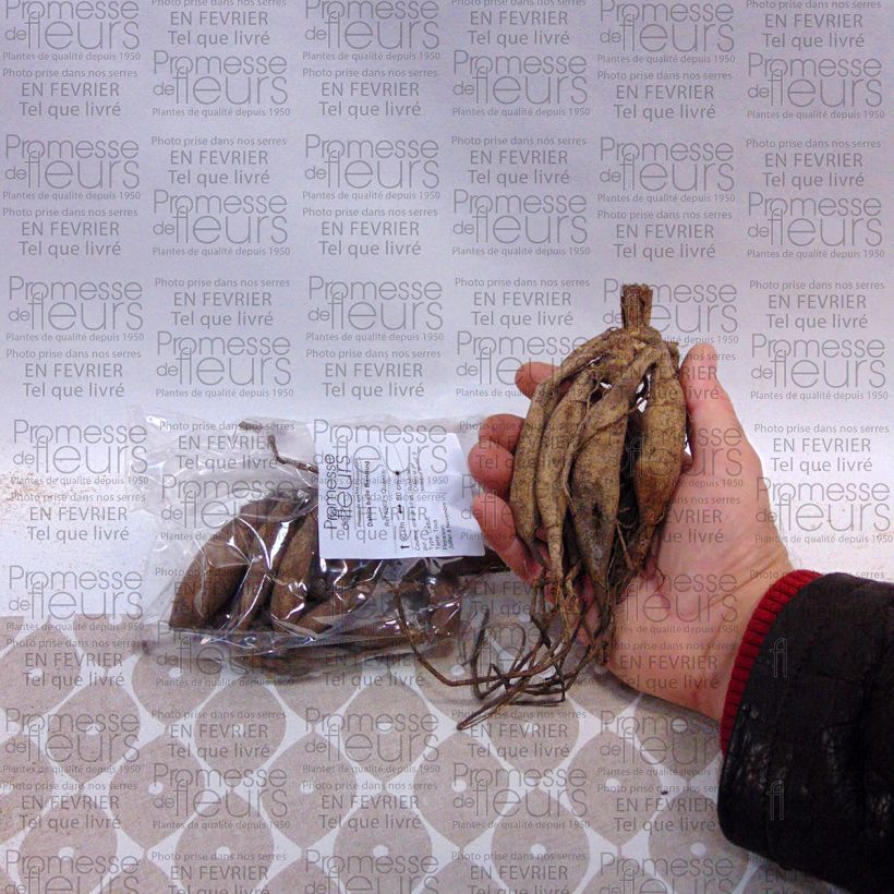 Voorbeeld van een exemplaar van Dahlia Bantling - baldahlia Bol kaliber I zoals geleverd