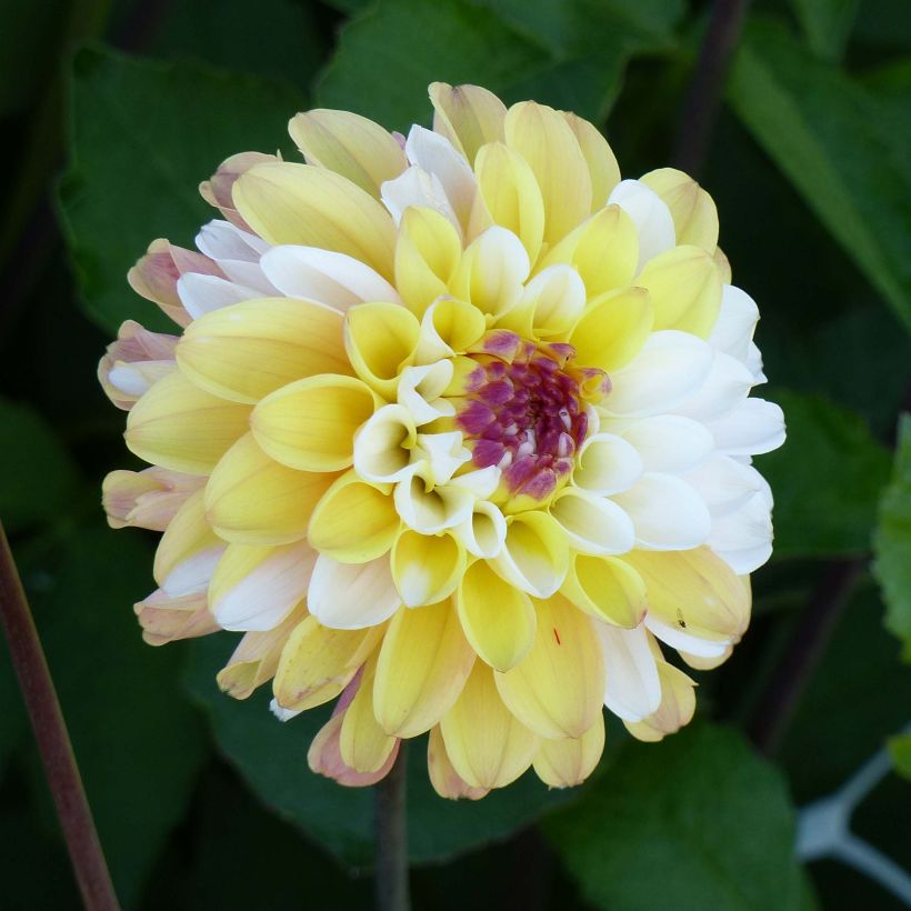 Dahlia Double Jill - baldahlia (Bloei)
