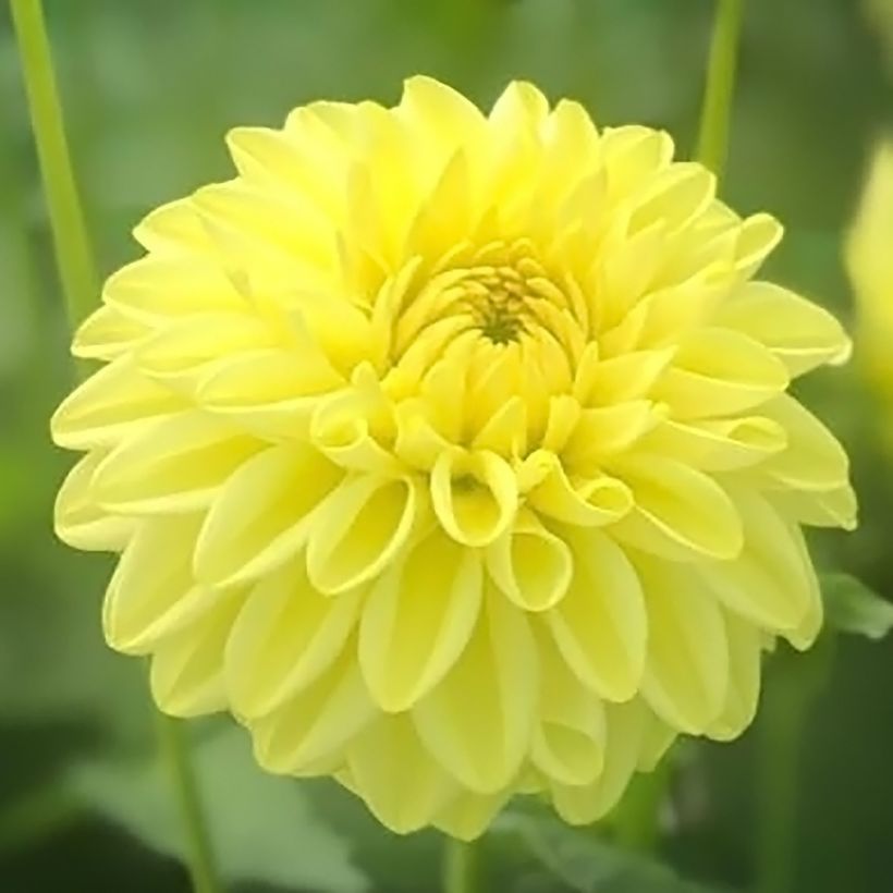 Dahlia Golden Eye - baldahlia (Bloei)