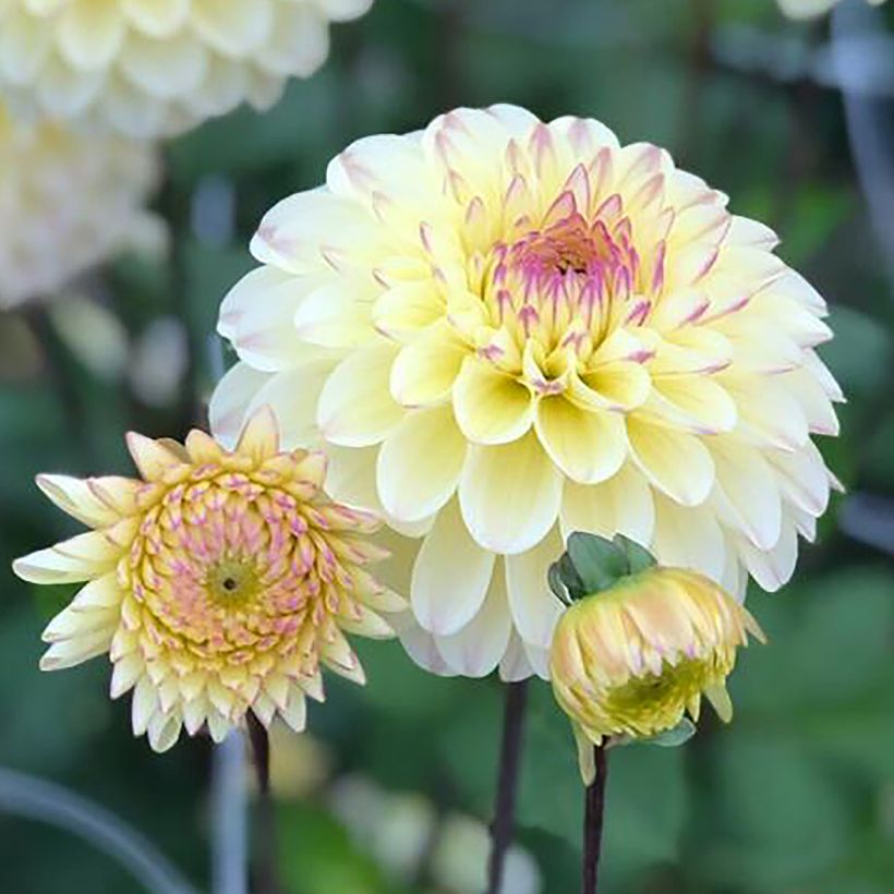 Dahlia Isa's Favorite - baldahlia (Bloei)