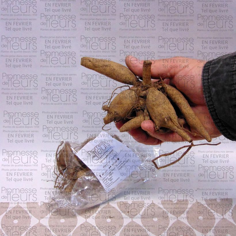 Voorbeeld van een exemplaar van Dahlia Ivanetti - baldahlia Bol kaliber I zoals geleverd