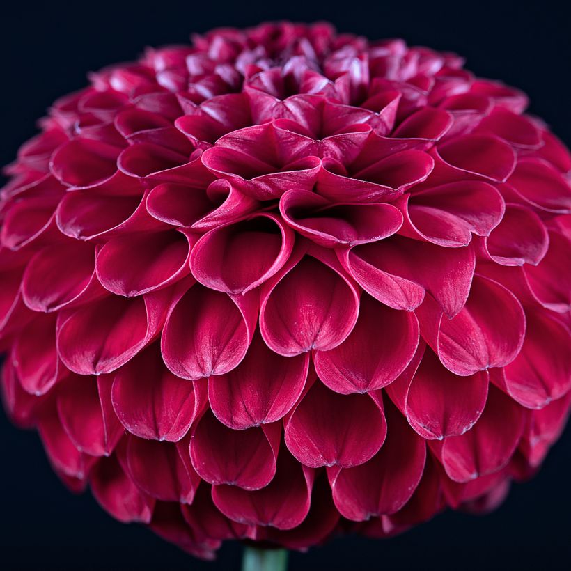 Dahlia Ivanetti - baldahlia (Bloei)