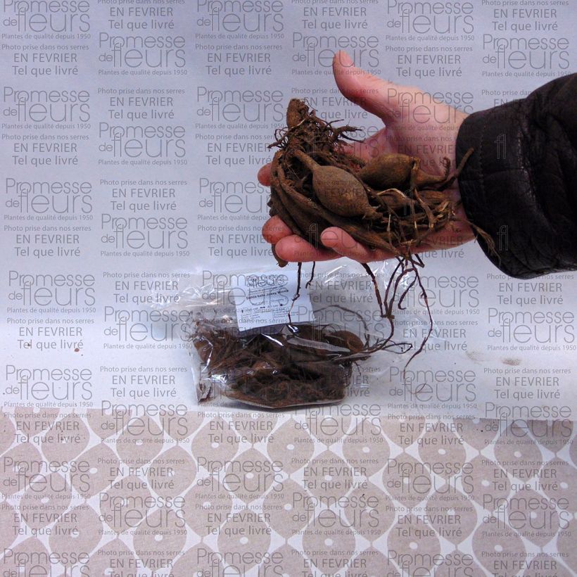 Voorbeeld van een exemplaar van Dahlia Joey Winnie - baldahlia Bol kaliber I zoals geleverd