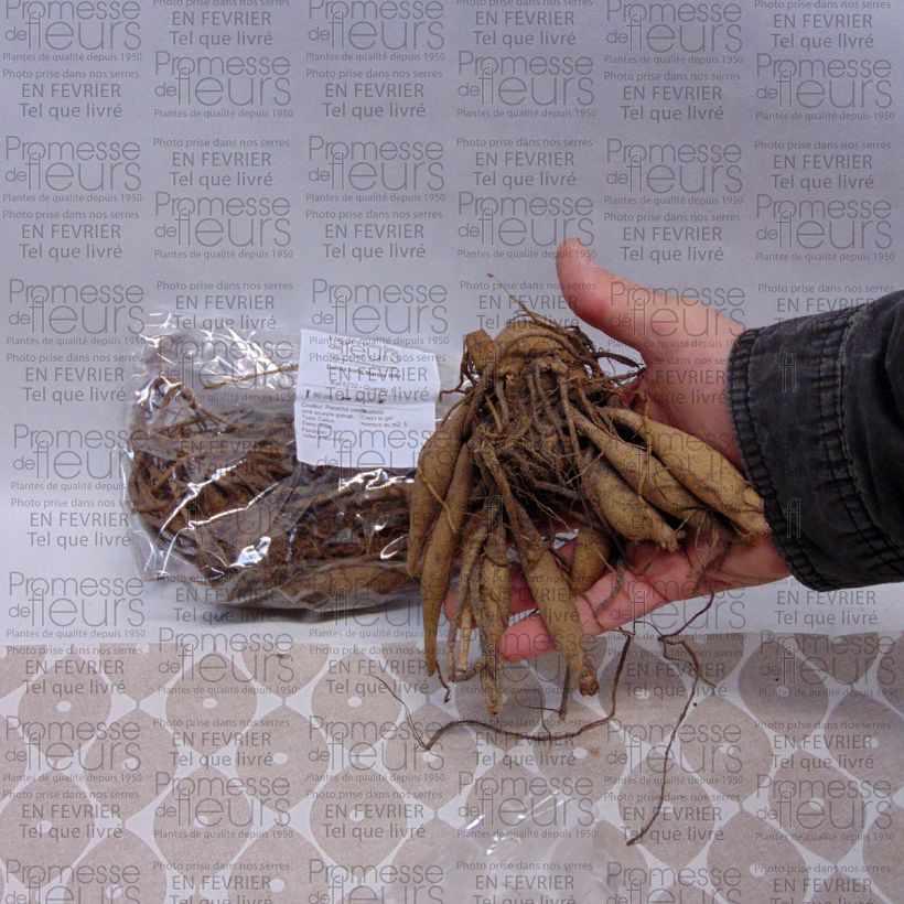 Voorbeeld van een exemplaar van Dahlia Marble Ball - baldahlia Bol kaliber I zoals geleverd