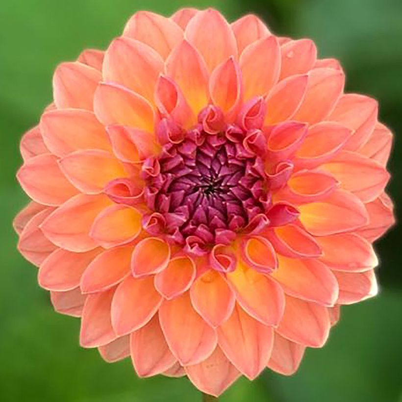 Dahlia Orange Breeze - baldahlia (Bloei)