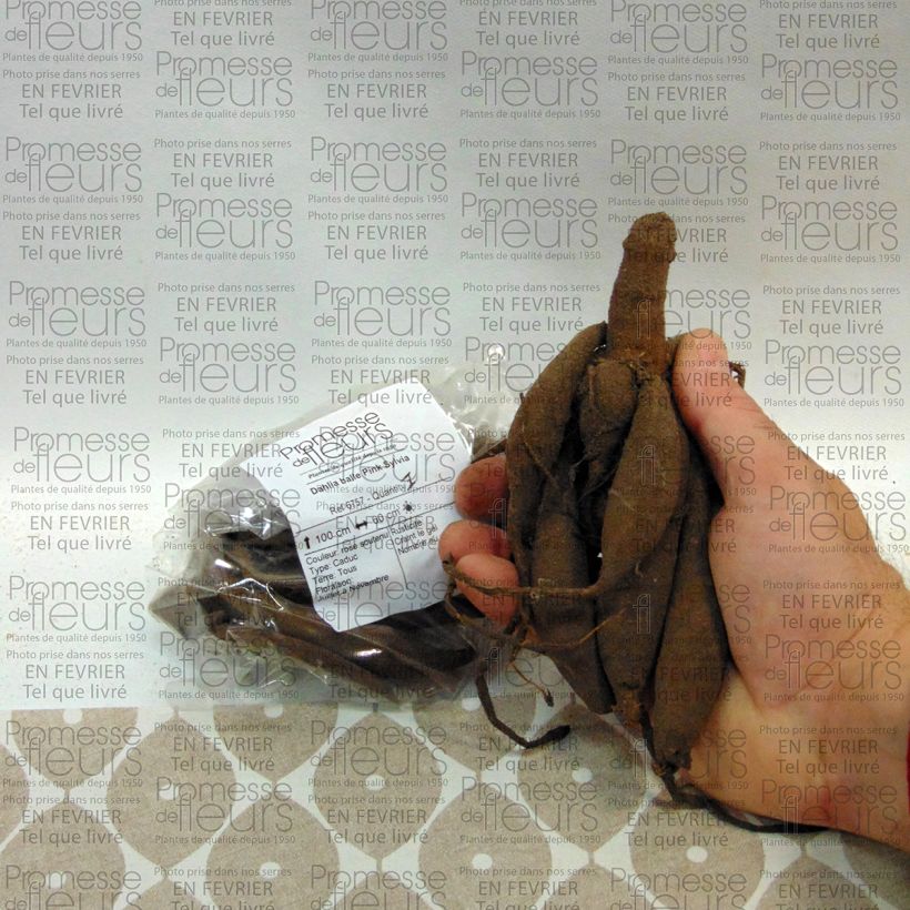 Voorbeeld van een exemplaar van Dahlia Pink Sylvia - baldahlia Bol kaliber I zoals geleverd