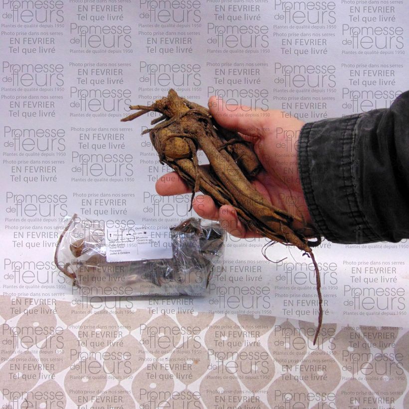 Voorbeeld van een exemplaar van Dahlia Purple Fox - baldahlia Bol kaliber I zoals geleverd