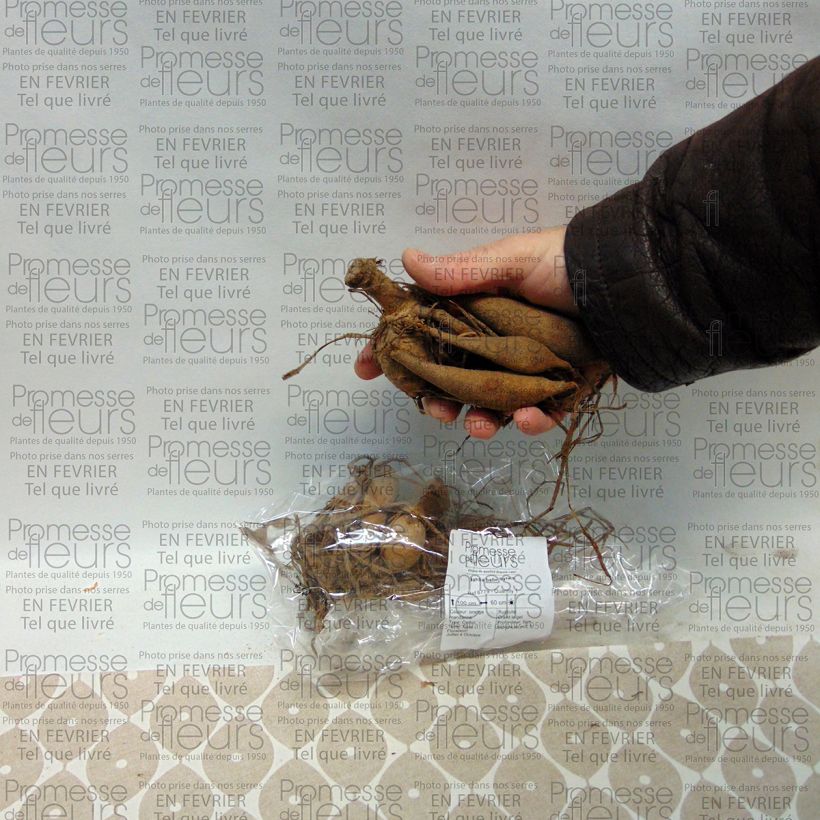 Voorbeeld van een exemplaar van Dahlia Sylvia - baldahlia Bol kaliber I zoals geleverd