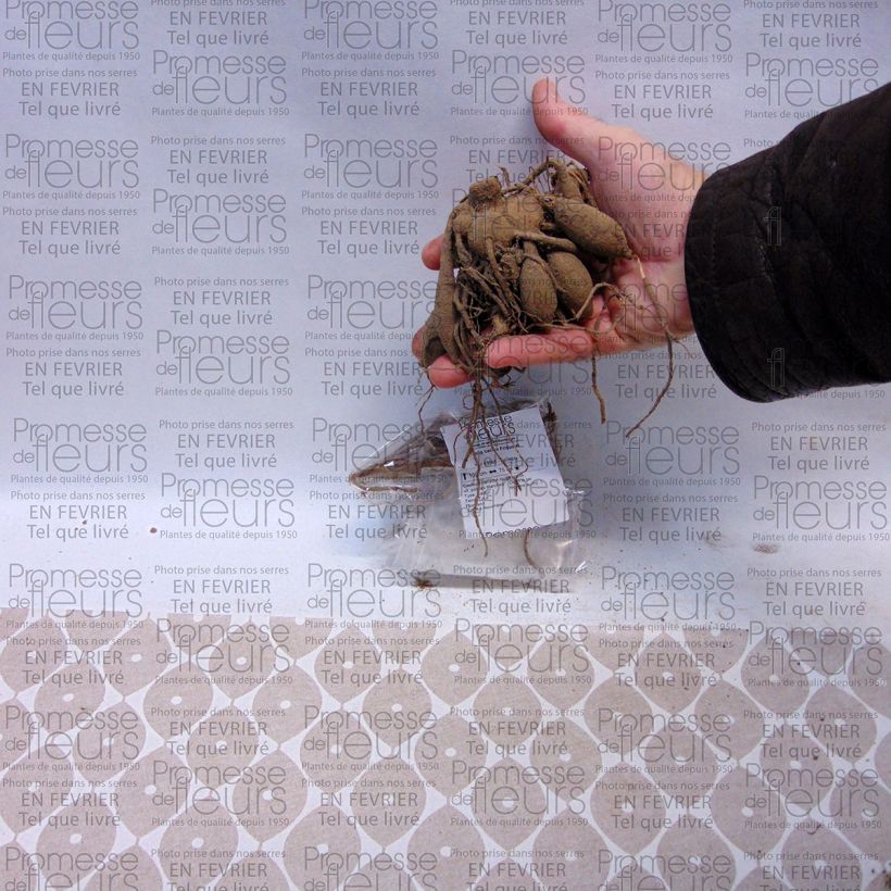 Voorbeeld van een exemplaar van Dahlia Friquolet - cactusdahlia Bol kaliber I zoals geleverd