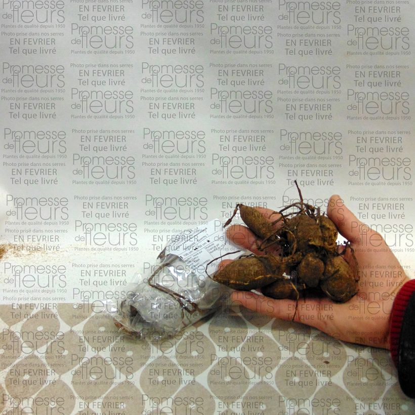 Voorbeeld van een exemplaar van Dahlia Kennemerland - cactusdahlia Bol kaliber I zoals geleverd