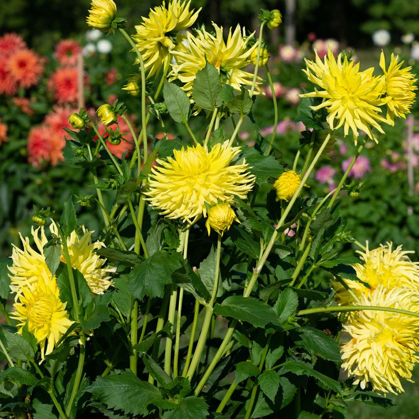 Dahlia Kennemerland - cactusdahlia (Groeiplaats)