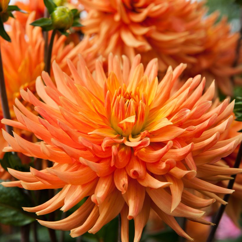 Dahlia Ludwig Helfert - cactusdahlia (Bloei)