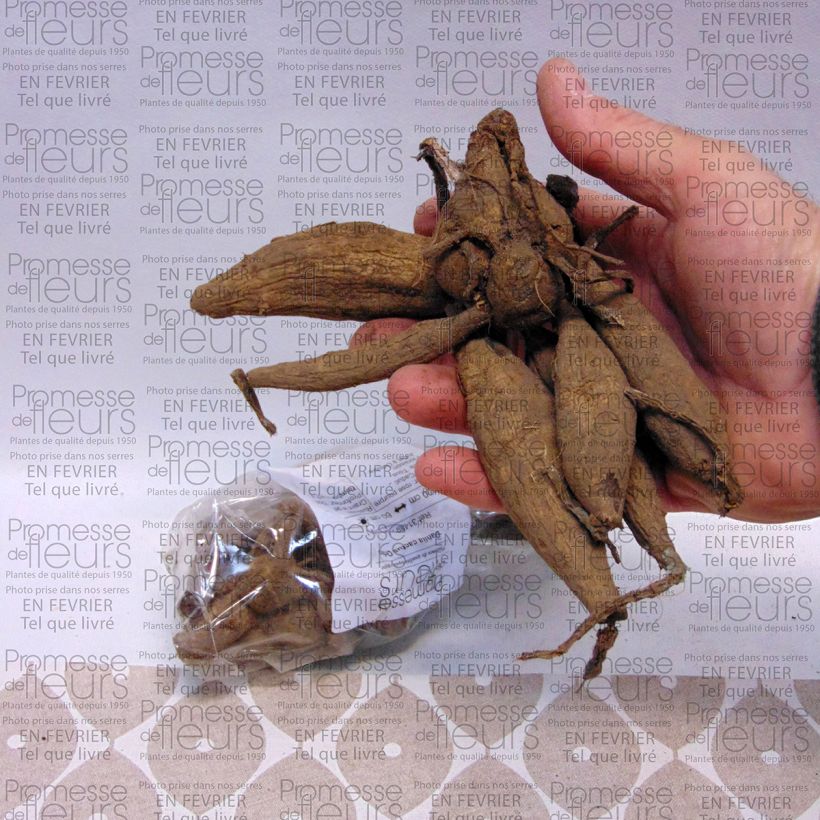 Voorbeeld van een exemplaar van Dahlia Orfeo - cactusdahlia Bol kaliber I zoals geleverd