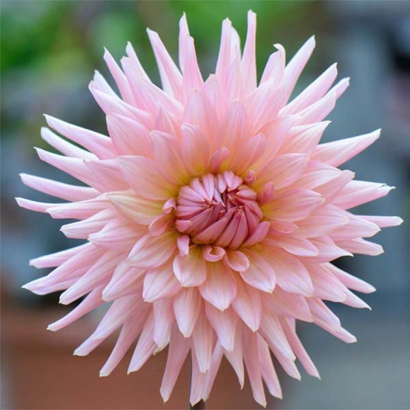 Dahlia Preference - cactusdahlia (Bloei)