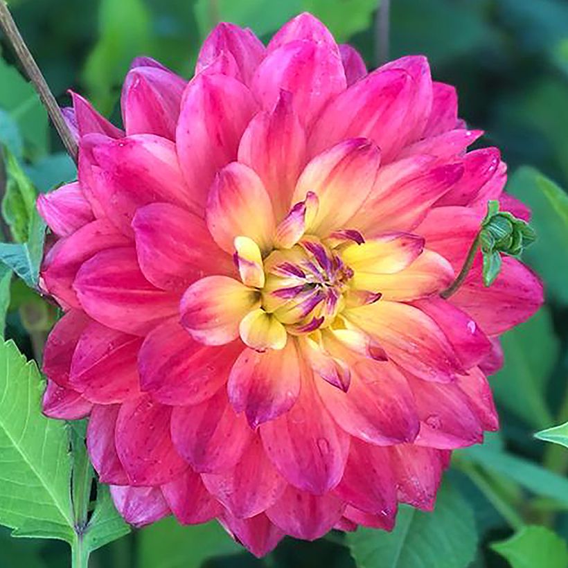 Dahlia Rainbow Silence - cactusdahlia (Bloei)