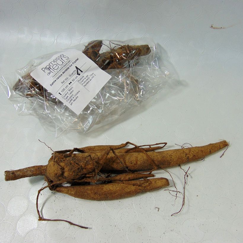 Voorbeeld van een exemplaar van Dahlia Ice Crystal - cactusdahlia Bol kaliber I zoals geleverd