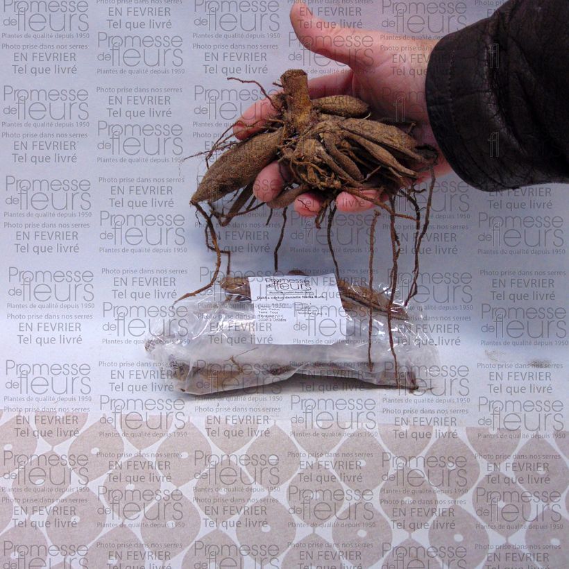 Voorbeeld van een exemplaar van Dahlia Nadia Ruth - cactusdahlia Bol kaliber I zoals geleverd