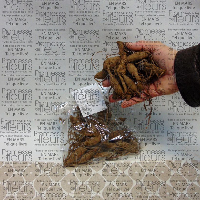 Voorbeeld van een exemplaar van Dahlia Nenekasi - cactusdahlia Bol kaliber I zoals geleverd