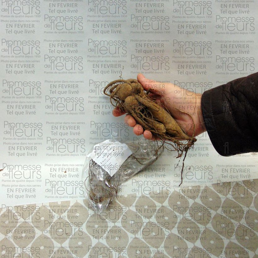 Voorbeeld van een exemplaar van Dahlia Park Idylle - cactusdahlia Bol kaliber I zoals geleverd